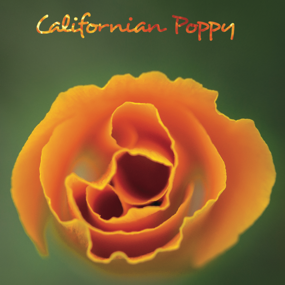 The Minnows release new album - Californian Poppy