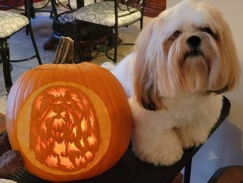 Teddy not impressed with his pumpkin carving look-alike!
