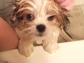 Bath time is not my happy time
