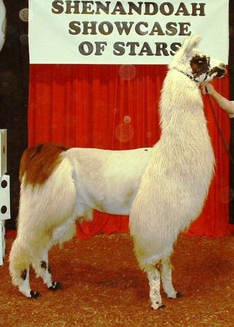 sire-Sweet's Bandito