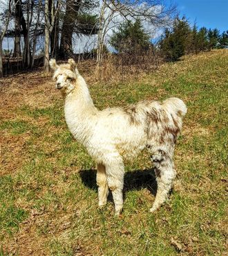 Mona's cria- Bahamas Cahas