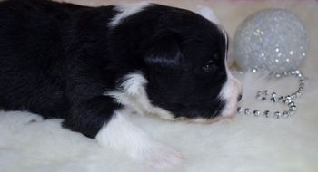 Pup 1 - Two Weeks Old
