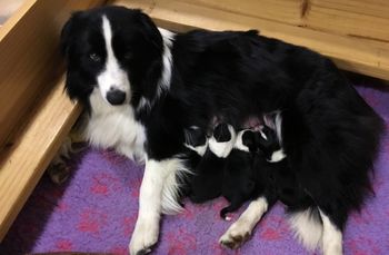 Racquet with her 4 New Born Pups
