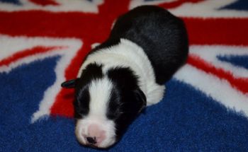 Pup #4 Male.
