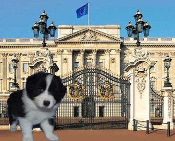 Prince William in front of Buckingham Palace.
