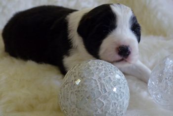 Pup 6 - Two Weeks Old

