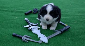 Pup 5 - Benji
