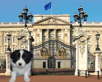 Prince Harry in front of Buckingham Palace
