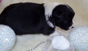 Pup 2 - Two Weeks Old
