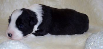 Pup 4 - Two Weeks Old
