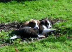 Gracie resting on the grass with her new friend Cosmo at their Tasmanian Home.
