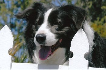 Posing for his photo shoot for the Optimum Dog Food 2008 Calendar
