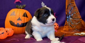 Pup 4 - Halloween Pics
