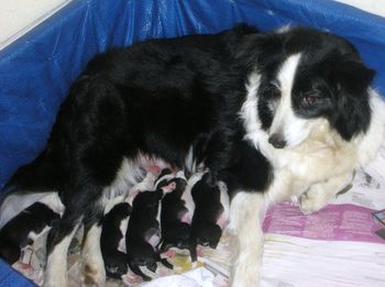 Maddie & her 5 babies
