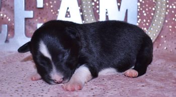 Pup 7 - Male
