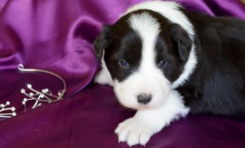 Pup 5 - Prince George - (Rastus)

