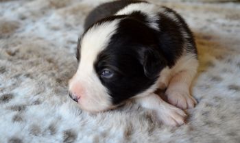 Pup 3 - Male.
