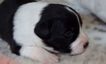Pup 1 - Male.
