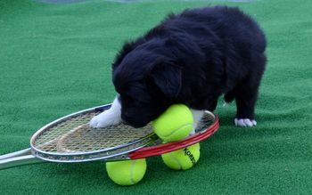 Pup 1 - Ionaborda Serena Williams
