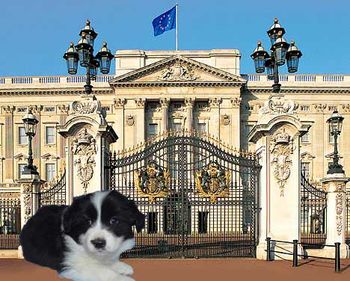 Mia in front of Buckingham Palace.
