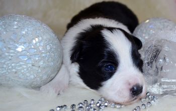 Pup 3 - Two Weeks Old

