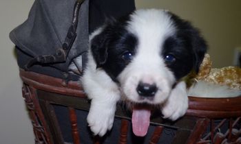 Pup 1 Archie - 4 Weeks Old
