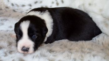 Pup 2 - Male.
