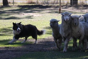 Time enjoying his Herding at our Club Training Day 17-6-12
