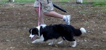 Milli showing 'stealth' at her first herding club day. 7mths old

