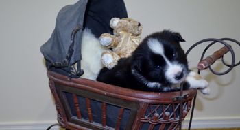 Pup 6 Skye - 4 Weeks Old
