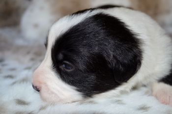 Pup 7 - Male.
