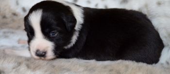 Pup 2 - Male.
