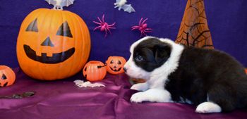 Pup 1 - Halloween Pics
