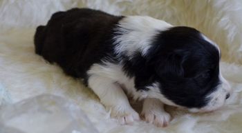 Pup 5 - Two Weeks Old
