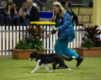 Glance at the Ekka, totally out of coat in Baby Puppy Class but still moving like a champ.  Such a great mover.
