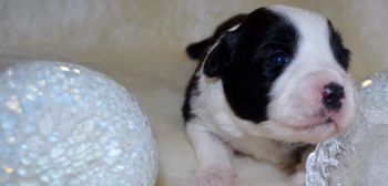 Pup 4 - Two Weeks Old
