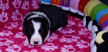Pup #3 Male
