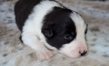 Pup 3 - Male.
