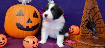 Pup 2 - Halloween Pics
