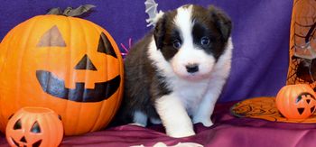 Pup 6 - Halloween Pics
