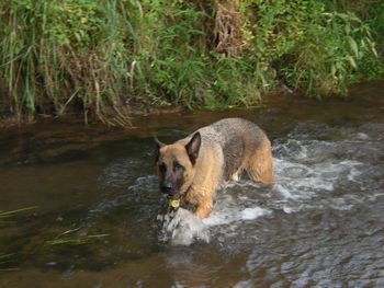 Cisco cooling off in the farm brook
