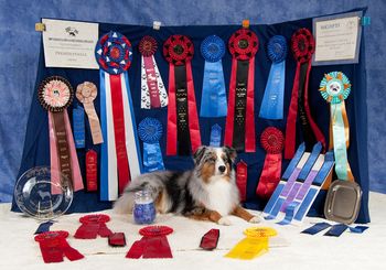 Multi BIS Hall of Fame Gr. Ch. Radiant Mar-A-Lagos Come Fly With Me, CGC, k9s for kids, RL-1, RL-2, mHIC. Just Delta to all that love her!
