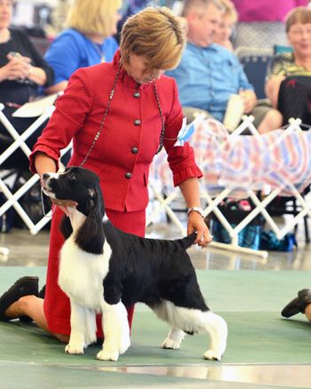 "BLIZZARD" GCH TELLTALE CROSSROAD OPPOSITES ATTRACT.  #1 ESS Bith for 2016.  BOS at ESSFTA National
