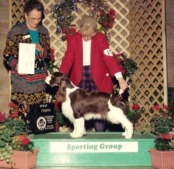 "BETTY" AM CAN CH. CROSSROAD CAPTURED DREAM (Ch. Crickethill Tiverton Tandem and Ch. Wil-Orion's Elite Force, OA) Betty came from my Flintstone litter of five. She was the other half of Betty and Barney. Betty was Ellie's first champion and Group 4 winner.
