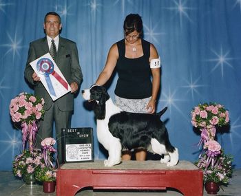 "TITUS" BIS CH. WIL-ORION'S TWENTY TWENTY Titus was Best In Show at Greater Lafayette KC on Sept. 13 2009 under judge Dana Cline. He was expertly handled by Jody Paquette.
