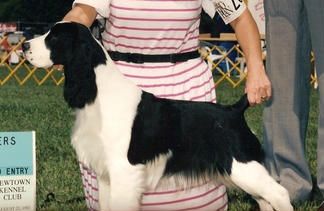"MAGGIE" LORDILLEA CROSSROAD MILADY co-owned with Erline Jesseman Maggie had 8 pts and 2 majors before the age of one. She never finished but was bred and produced 2 champions.
