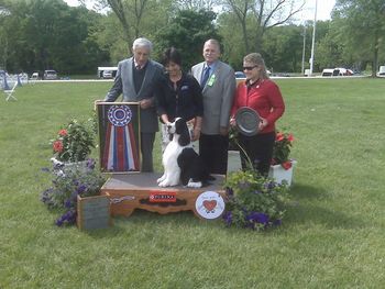 BIS/BISS CH. WIL-ORION'S TWENTY TWENTY Titus wins BIS at Purina Farms in May 2010.
