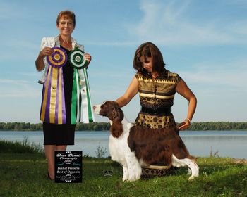 "BLOOMIE" BISS AM./CAN. CH. CROSSROAD CROWNROYAL MIRACLE Bloomie went Winners Bitch, Best of Winners and Best of Opposite Sex at the Canadian English Springer Spaniel National to finish her Canadian champion title. She is expertly handled by Jody Paquette.
