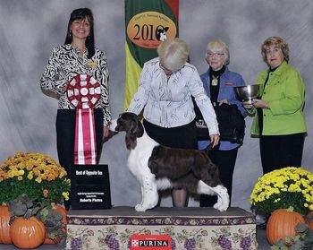 MBISS CH CROSSROAD CROWNROYAL MIRACLE, RN, NJP "Bloomie" Bloomie went to the 2010 ESSFTA Nationals and earned her RN and her NJP. But she proved that she still has that charm and went on to go Best of Opposite Sex. She was expertly handled to this wonderful win by her breeder and owner.
