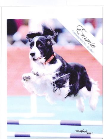 "EMMIE" CH. CROSSROAD WIL-ORION'S EMOTION, CD,RN,OA,AXJ Emmie finished her AXJ at the age of 10 after retiring for 2 years and then coming back to finish in style.

